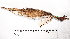  (Ixobrychus exilis - MUSM-Orn-01844)  @11 [ ] CreativeCommons - Attribution Non-Commercial Share-Alike (2017) Unspecified Universidad Nacional Mayor de San Marcos, Museo de Historia Natural