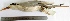  (Thalasseus elegans - MUSM-Orn-02060)  @11 [ ] CreativeCommons - Attribution Non-Commercial Share-Alike (2017) Unspecified Universidad Nacional Mayor de San Marcos, Museo de Historia Natural