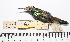 ( - MUSM-Orn-02394)  @11 [ ] CreativeCommons - Attribution Non-Commercial Share-Alike (2017) Unspecified Universidad Nacional Mayor de San Marcos, Museo de Historia Natural