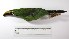  ( - MUSM-Orn-02751)  @11 [ ] CreativeCommons - Attribution Non-Commercial Share-Alike (2017) Unspecified Universidad Nacional Mayor de San Marcos, Museo de Historia Natural