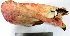  ( - MUSM-Orn-02758)  @11 [ ] CreativeCommons - Attribution Non-Commercial Share-Alike (2017) Unspecified Universidad Nacional Mayor de San Marcos, Museo de Historia Natural