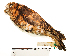  (Strix albitarsis - MUSM-Orn-04260)  @11 [ ] CreativeCommons - Attribution Non-Commercial Share-Alike (2017) Unspecified Universidad Nacional Mayor de San Marcos, Museo de Historia Natural