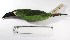  ( - MUSM-Orn-05918)  @11 [ ] CreativeCommons - Attribution Non-Commercial Share-Alike (2017) Unspecified Universidad Nacional Mayor de San Marcos, Museo de Historia Natural