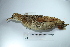  ( - MUSM-Orn-10805)  @11 [ ] CreativeCommons - Attribution Non-Commercial Share-Alike (2017) Unspecified Universidad Nacional Mayor de San Marcos, Museo de Historia Natural