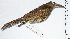  ( - MUSM-Orn-11550)  @11 [ ] CreativeCommons - Attribution Non-Commercial Share-Alike (2017) Unspecified Universidad Nacional Mayor de San Marcos, Museo de Historia Natural