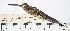  ( - MUSM-Orn-11785)  @11 [ ] CreativeCommons - Attribution Non-Commercial Share-Alike (2017) Unspecified Universidad Nacional Mayor de San Marcos, Museo de Historia Natural