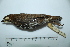  (Chamaeza nobilis - MUSM-Orn-12093)  @11 [ ] CreativeCommons - Attribution Non-Commercial Share-Alike (2017) Unspecified Universidad Nacional Mayor de San Marcos, Museo de Historia Natural