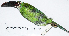  ( - MUSM-Orn-12293)  @11 [ ] CreativeCommons - Attribution Non-Commercial Share-Alike (2017) Unspecified Universidad Nacional Mayor de San Marcos, Museo de Historia Natural