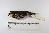  ( - MUSM-Orn-12379)  @11 [ ] CreativeCommons - Attribution Non-Commercial Share-Alike (2017) Unspecified Universidad Nacional Mayor de San Marcos, Museo de Historia Natural