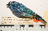  ( - MUSM-Orn-12446)  @11 [ ] CreativeCommons - Attribution Non-Commercial Share-Alike (2017) Unspecified Universidad Nacional Mayor de San Marcos, Museo de Historia Natural
