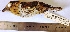  (Nystalus striolatus - MUSM-Orn-13772)  @11 [ ] CreativeCommons - Attribution Non-Commercial Share-Alike (2017) Unspecified Universidad Nacional Mayor de San Marcos, Museo de Historia Natural