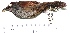  ( - MUSM-Orn-14951)  @11 [ ] CreativeCommons - Attribution Non-Commercial Share-Alike (2017) Unspecified Universidad Nacional Mayor de San Marcos, Museo de Historia Natural