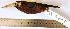  (Galbalcyrhynchus leucotis - MUSM-Orn-15607)  @11 [ ] CreativeCommons - Attribution Non-Commercial Share-Alike (2017) Unspecified Universidad Nacional Mayor de San Marcos, Museo de Historia Natural