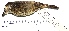  ( - MUSM-Orn-16029)  @11 [ ] CreativeCommons - Attribution Non-Commercial Share-Alike (2017) Unspecified Universidad Nacional Mayor de San Marcos, Museo de Historia Natural