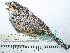  ( - MUSM-Orn-16753)  @11 [ ] CreativeCommons - Attribution Non-Commercial Share-Alike (2017) Unspecified Universidad Nacional Mayor de San Marcos, Museo de Historia Natural