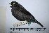  ( - MUSM-Orn-16754)  @11 [ ] CreativeCommons - Attribution Non-Commercial Share-Alike (2017) Unspecified Universidad Nacional Mayor de San Marcos, Museo de Historia Natural