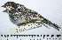  ( - MUSM-Orn-16778)  @11 [ ] CreativeCommons - Attribution Non-Commercial Share-Alike (2017) Unspecified Universidad Nacional Mayor de San Marcos, Museo de Historia Natural
