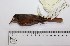  (Cranioleuca gutturata - MUSM-Orn-17622)  @11 [ ] CreativeCommons - Attribution Non-Commercial Share-Alike (2017) Unspecified Universidad Nacional Mayor de San Marcos, Museo de Historia Natural