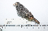  ( - MUSM-Orn-19396)  @11 [ ] CreativeCommons - Attribution Non-Commercial Share-Alike (2017) Unspecified Universidad Nacional Mayor de San Marcos, Museo de Historia Natural