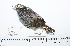  ( - MUSM-Orn-19399)  @11 [ ] CreativeCommons - Attribution Non-Commercial Share-Alike (2017) Unspecified Universidad Nacional Mayor de San Marcos, Museo de Historia Natural