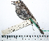  ( - MUSM-Orn-19807)  @11 [ ] CreativeCommons - Attribution Non-Commercial Share-Alike (2017) Unspecified Universidad Nacional Mayor de San Marcos, Museo de Historia Natural