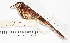  (Cranioleuca curtata - MUSM-Orn-20422)  @11 [ ] CreativeCommons - Attribution Non-Commercial Share-Alike (2017) Unspecified Universidad Nacional Mayor de San Marcos, Museo de Historia Natural