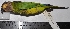  ( - MUSM-Orn-21563)  @11 [ ] CreativeCommons - Attribution Non-Commercial Share-Alike (2017) Unspecified Universidad Nacional Mayor de San Marcos, Museo de Historia Natural
