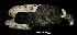  ( - MUSM-Orn-22576)  @11 [ ] CreativeCommons - Attribution Non-Commercial Share-Alike (2017) Unspecified Universidad Nacional Mayor de San Marcos, Museo de Historia Natural