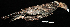  ( - MUSM-Orn-22578)  @11 [ ] CreativeCommons - Attribution Non-Commercial Share-Alike (2017) Unspecified Universidad Nacional Mayor de San Marcos, Museo de Historia Natural