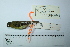  ( - MUSM-Orn-23481)  @11 [ ] CreativeCommons - Attribution Non-Commercial Share-Alike (2017) Unspecified Universidad Nacional Mayor de San Marcos, Museo de Historia Natural