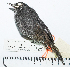  ( - MUSM-Orn-24638)  @11 [ ] CreativeCommons - Attribution Non-Commercial Share-Alike (2017) Unspecified Universidad Nacional Mayor de San Marcos, Museo de Historia Natural