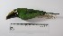  ( - MUSM-Orn-25733)  @11 [ ] CreativeCommons - Attribution Non-Commercial Share-Alike (2017) Unspecified Universidad Nacional Mayor de San Marcos, Museo de Historia Natural