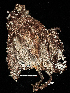  ( - MUSM-Orn-26954)  @11 [ ] CreativeCommons - Attribution Non-Commercial Share-Alike (2017) Unspecified Universidad Nacional Mayor de San Marcos, Museo de Historia Natural