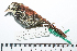  ( - MUSM-Orn-28840)  @11 [ ] CreativeCommons - Attribution Non-Commercial Share-Alike (2017) Unspecified Universidad Nacional Mayor de San Marcos, Museo de Historia Natural