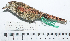  ( - MUSM-Orn-28862)  @11 [ ] CreativeCommons - Attribution Non-Commercial Share-Alike (2017) Unspecified Universidad Nacional Mayor de San Marcos, Museo de Historia Natural