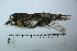  ( - MUSM-Orn-28882)  @11 [ ] CreativeCommons - Attribution Non-Commercial Share-Alike (2017) Unspecified Universidad Nacional Mayor de San Marcos, Museo de Historia Natural