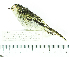  (Zimmerius chrysops - MUSM-Orn-29012)  @11 [ ] CreativeCommons - Attribution Non-Commercial Share-Alike (2017) Unspecified Universidad Nacional Mayor de San Marcos, Museo de Historia Natural