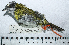  ( - MUSM-Orn-29082)  @11 [ ] CreativeCommons - Attribution Non-Commercial Share-Alike (2017) Unspecified Universidad Nacional Mayor de San Marcos, Museo de Historia Natural