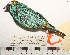  ( - MUSM-Orn-29167_rerun)  @11 [ ] CreativeCommons - Attribution Non-Commercial Share-Alike (2017) Unspecified Universidad Nacional Mayor de San Marcos, Museo de Historia Natural