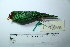  ( - MUSM-Orn-29190)  @11 [ ] CreativeCommons - Attribution Non-Commercial Share-Alike (2017) Unspecified Universidad Nacional Mayor de San Marcos, Museo de Historia Natural