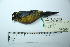  ( - MUSM-Orn-29203)  @11 [ ] CreativeCommons - Attribution Non-Commercial Share-Alike (2017) Unspecified Universidad Nacional Mayor de San Marcos, Museo de Historia Natural