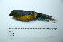  ( - MUSM-Orn-29206)  @11 [ ] CreativeCommons - Attribution Non-Commercial Share-Alike (2017) Unspecified Universidad Nacional Mayor de San Marcos, Museo de Historia Natural