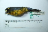  ( - MUSM-Orn-29208)  @11 [ ] CreativeCommons - Attribution Non-Commercial Share-Alike (2017) Unspecified Universidad Nacional Mayor de San Marcos, Museo de Historia Natural