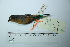  (Creurgops verticalis - MUSM-Orn-29236)  @11 [ ] CreativeCommons - Attribution Non-Commercial Share-Alike (2017) Unspecified Universidad Nacional Mayor de San Marcos, Museo de Historia Natural