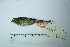  ( - MUSM-Orn-29237)  @11 [ ] CreativeCommons - Attribution Non-Commercial Share-Alike (2017) Unspecified Universidad Nacional Mayor de San Marcos, Museo de Historia Natural