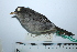  ( - MUSM-Orn-29283)  @11 [ ] CreativeCommons - Attribution Non-Commercial Share-Alike (2017) Unspecified Universidad Nacional Mayor de San Marcos, Museo de Historia Natural