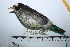  ( - MUSM-Orn-29284)  @11 [ ] CreativeCommons - Attribution Non-Commercial Share-Alike (2017) Unspecified Universidad Nacional Mayor de San Marcos, Museo de Historia Natural
