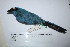  (Cyanolyca turcosa - MUSM-Orn-29311)  @11 [ ] CreativeCommons - Attribution Non-Commercial Share-Alike (2017) Unspecified Universidad Nacional Mayor de San Marcos, Museo de Historia Natural