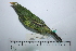  ( - MUSM-Orn-29322)  @11 [ ] CreativeCommons - Attribution Non-Commercial Share-Alike (2017) Unspecified Universidad Nacional Mayor de San Marcos, Museo de Historia Natural