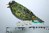  ( - MUSM-Orn-29323)  @11 [ ] CreativeCommons - Attribution Non-Commercial Share-Alike (2017) Unspecified Universidad Nacional Mayor de San Marcos, Museo de Historia Natural